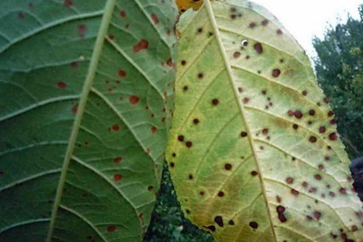 Чернеют листья - Болезни листьев черешни