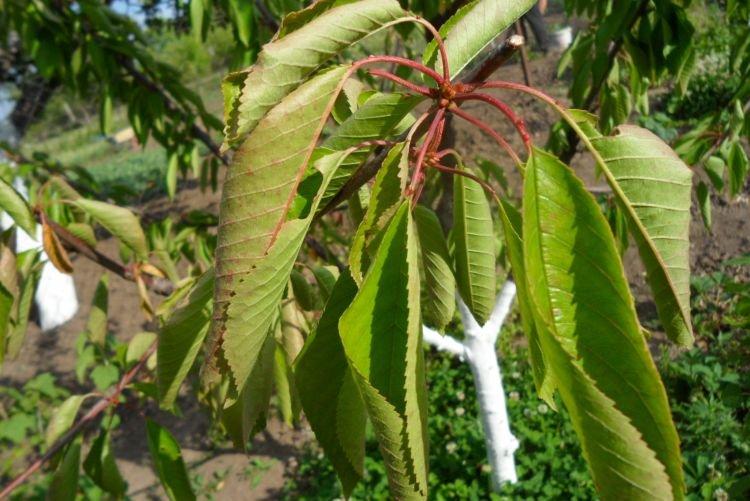 Скручиваются листья - Болезни листьев черешни