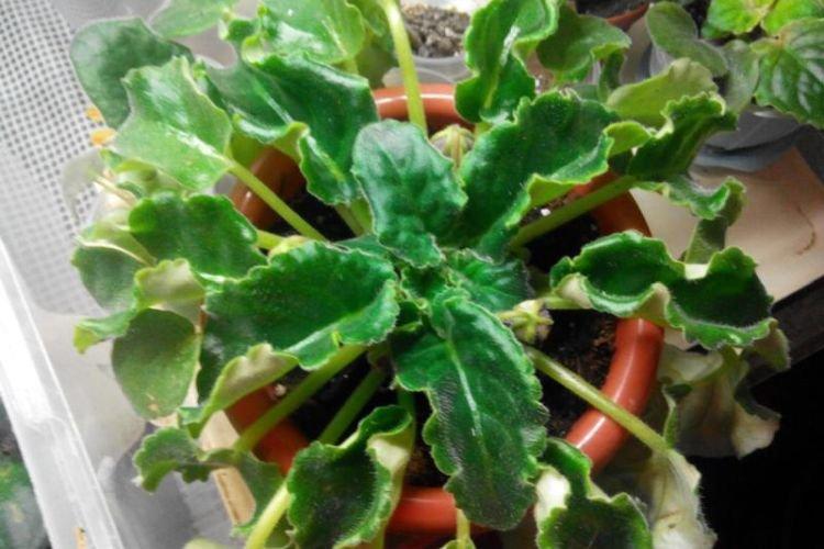 Скручиваются листья - Болезни листьев у фиалки