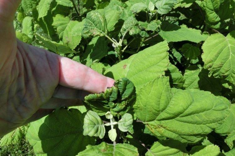 Скручиваются листья - Болезни листьев у гортензии