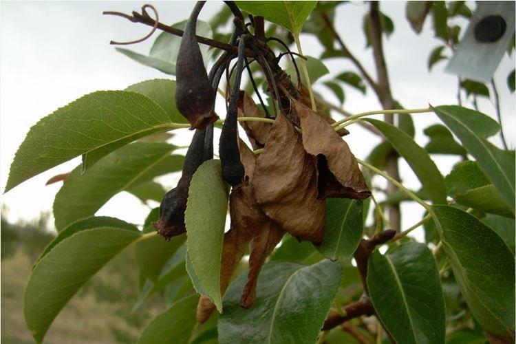 Скручиваются листья - Болезни листьев груши