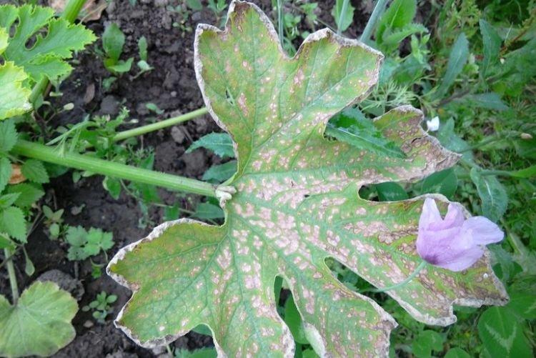 Листья желтеют и сохнут - Болезни листьев у кабачков