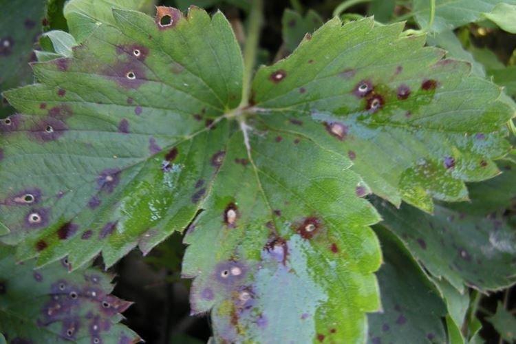 Бурые пятна на листьях - Болезни листьев клубники