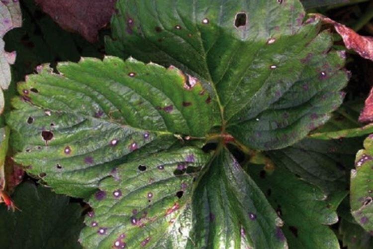 Дырочки на листьях - Болезни листьев клубники