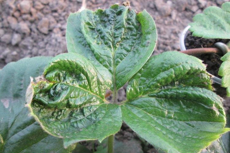 Скручиваются листья - Болезни листьев клубники