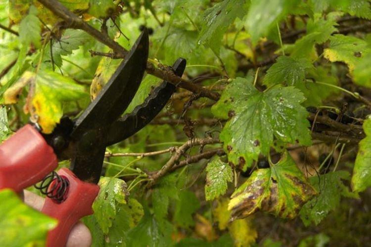 Чернеют листья - Болезни листьев крыжовника