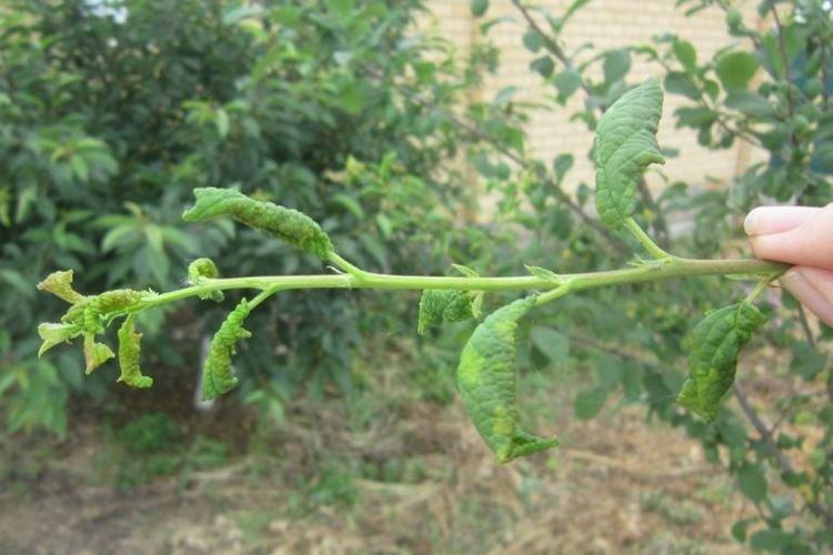 Скручиваются листья - Болезни листьев крыжовника