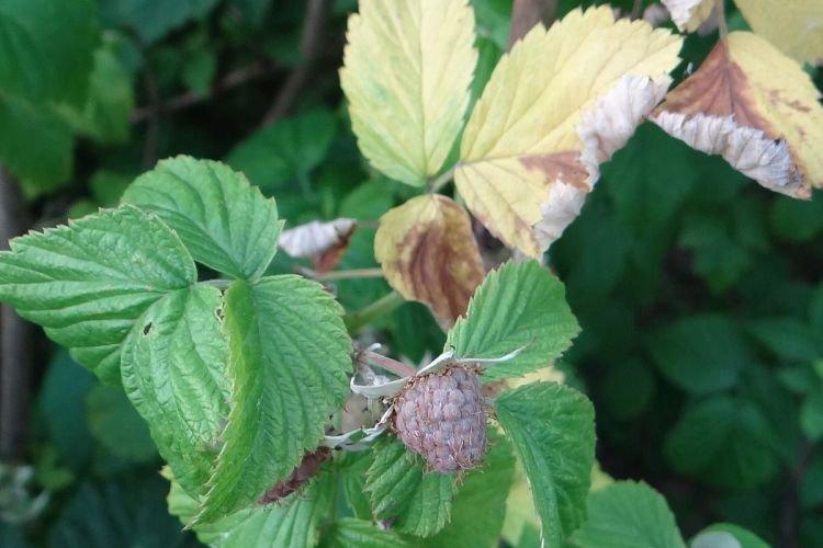 Листья желтеют и сохнут - Болезни листьев малины