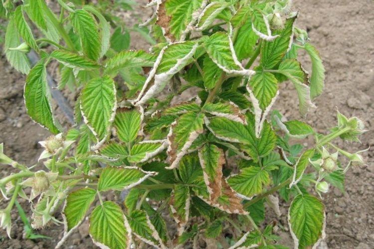 Скручиваются листья - Болезни листьев малины