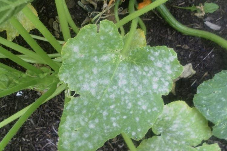 Белый налет на листьях - Болезни листьев у огурцов