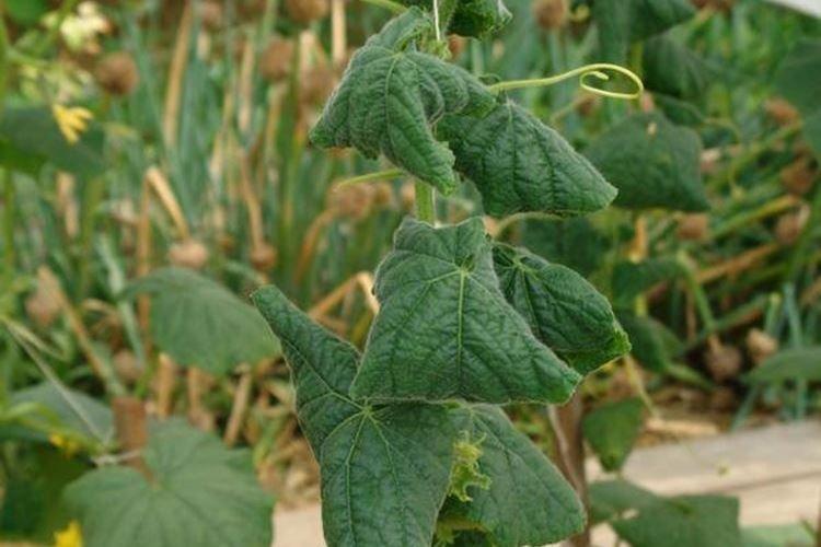 Скручиваются листья - Болезни листьев у огурцов