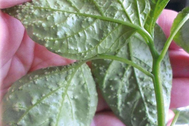 Пупырышки и бугорки на листьях - Болезни листьев перца