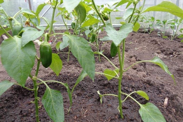 Бледные и светлые листья - Болезни листьев перца