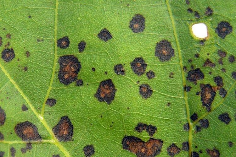 Чернеют листья - Болезни листьев у персика