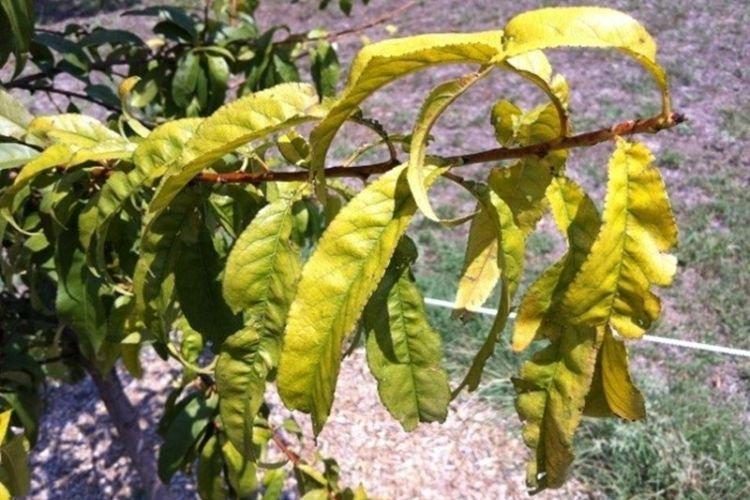 Бледные и светлые листья - Болезни листьев у персика