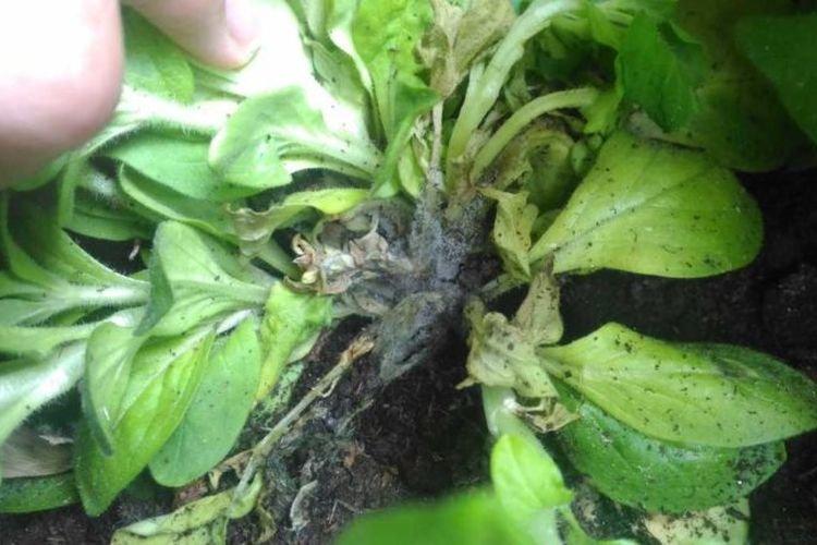 Чернеют листья - Болезни листьев у петунии