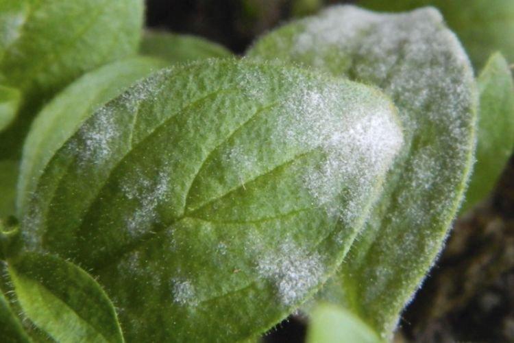 Белый налет на листьях - Болезни листьев у петунии