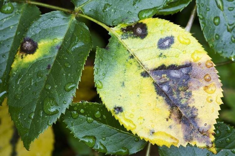 Чернеют листья - Болезни листьев у розы