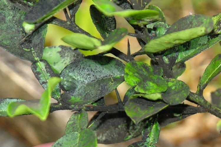 Чернеют листья - Болезни листьев сливы