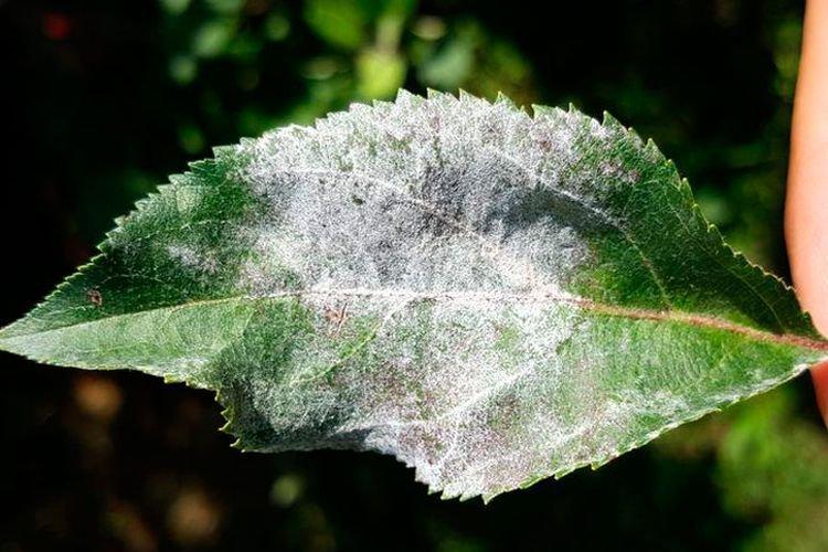 Белый налет на листьях - Болезни листьев сливы