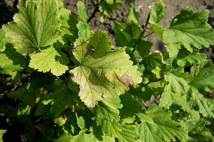Листья желтеют и сохнут - Болезни листьев смородины