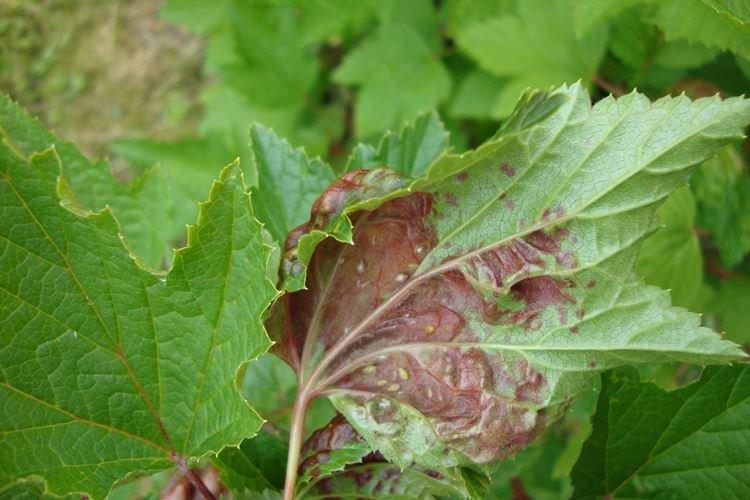 Бурые пятна на листьях - Болезни листьев смородины