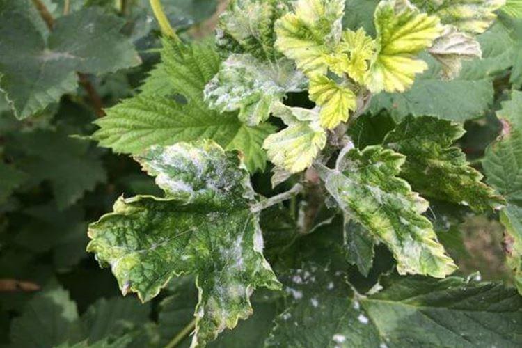 Белый налет на листьях - Болезни листьев смородины