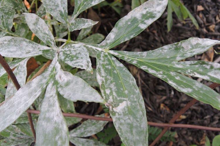 Белый налет на листьях - Болезни листьев у пионов