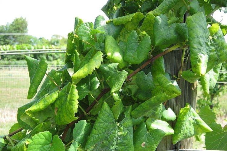 Скручивание листьев - Болезни листьев винограда