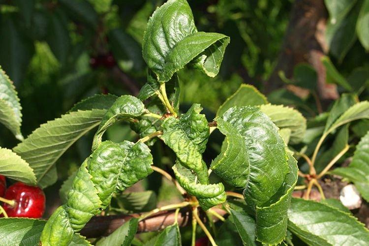 Скручиваются листья - Болезни листьев вишни