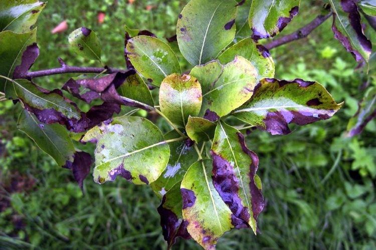 Чернеют листья - Болезни листьев яблони