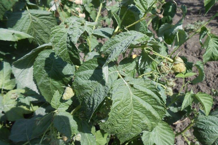 Курчавость - Болезни малины, описание с фото и лечение