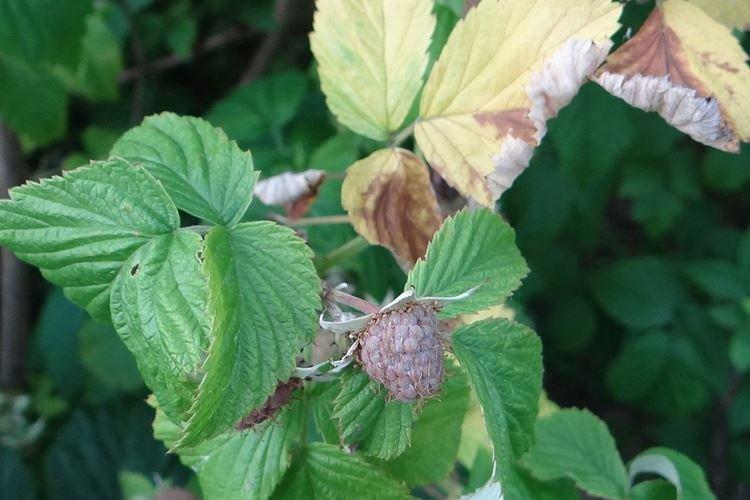 Кольцевая пятнистость - Болезни малины, описание с фото и лечение