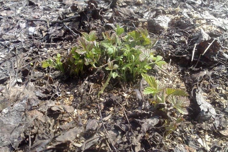 Карликовость - Болезни малины, описание с фото и лечение