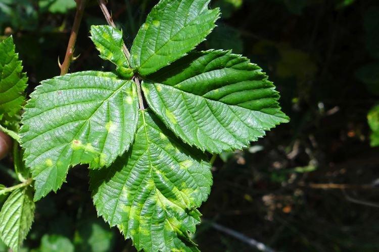 Мозаика - Болезни малины, описание с фото и лечение