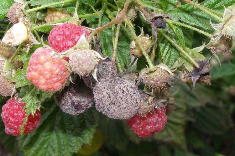 Серая гниль - Болезни малины, описание с фото и лечение