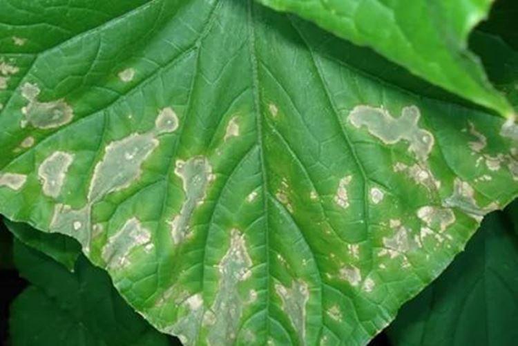 Аскохитоз - Болезни огурцов, описание с фото и лечение