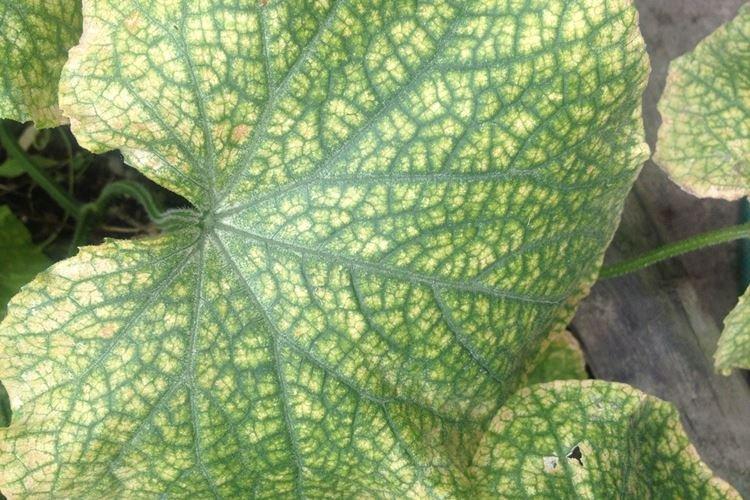 Мозаика - Болезни огурцов, описание с фото и лечение