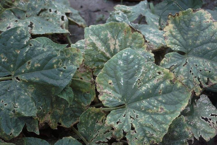 Бактериоз - Болезни огурцов, описание с фото и лечение