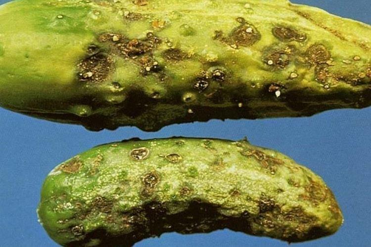 Кладоспориоз - Болезни огурцов, описание с фото и лечение
