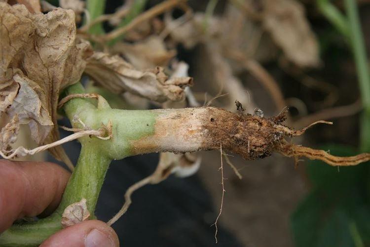 Корневая гниль - Болезни огурцов, описание с фото и лечение