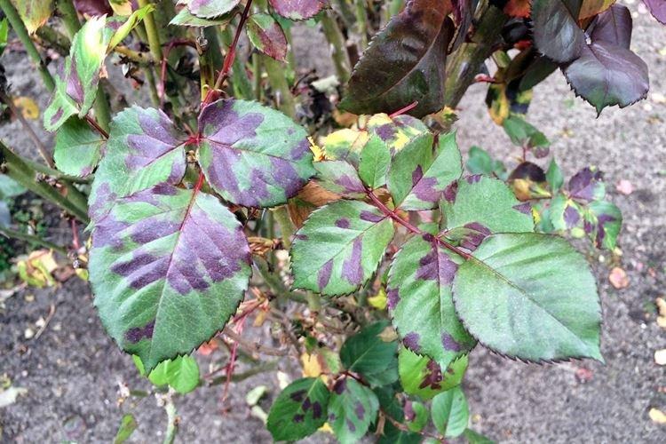 Пероноспороз - Болезни роз, описание с фото и лечение