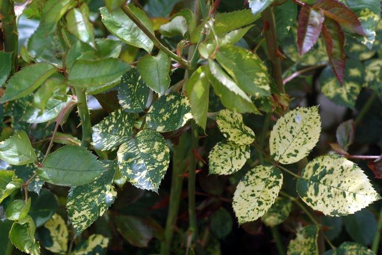 Мозаика - Болезни роз, описание с фото и лечение