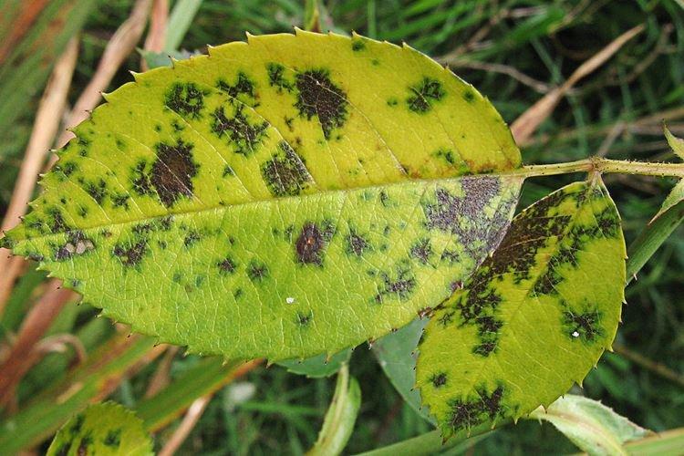 Черная пятнистость - Болезни роз, описание с фото и лечение