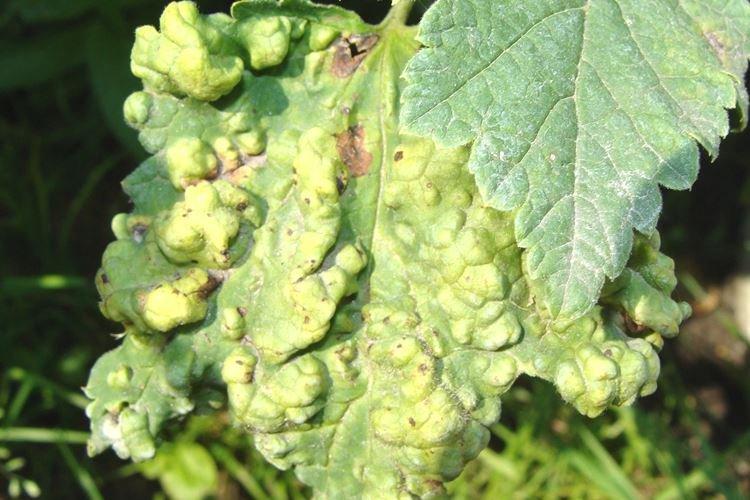 Антракноз - Болезни смородины, описание с фото и лечение