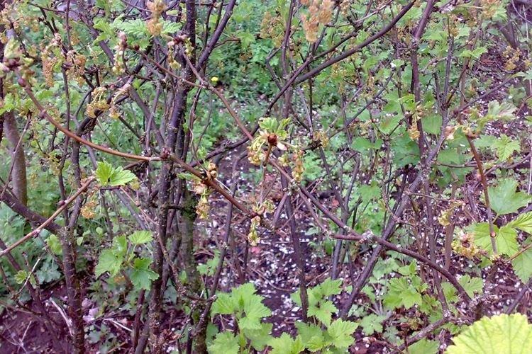 Нектриевое усыхание - Болезни смородины, описание с фото и лечение