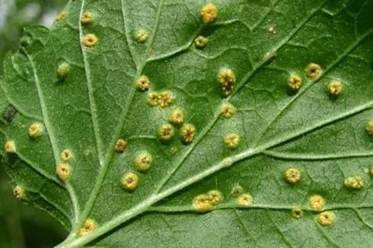 Ржавчина - Болезни смородины, описание с фото и лечение