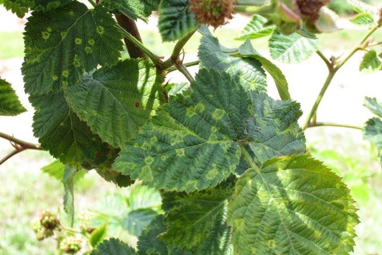 Полосатая мозаика - Болезни смородины, описание с фото и лечение