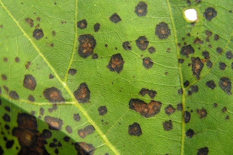 Септориоз - Болезни смородины, описание с фото и лечение