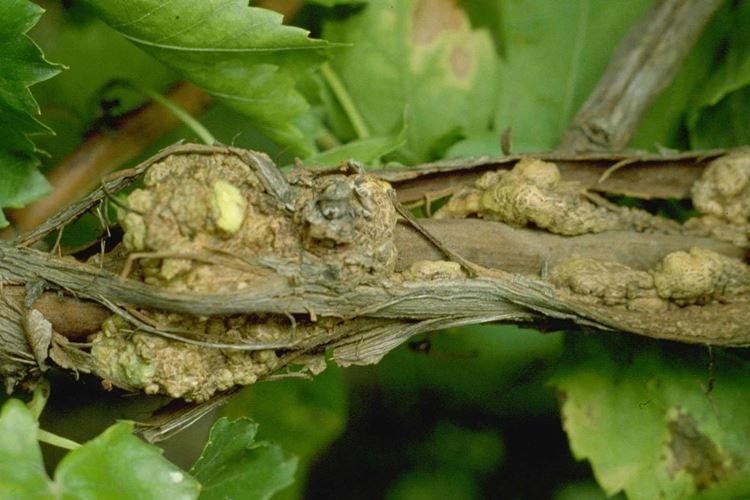 Бактериальный рак - Болезни винограда, описание с фото и лечение